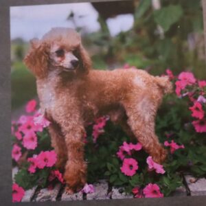 Bentley's father, a Mini Poodle