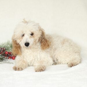 Earl – AKC's mother, a Poodle