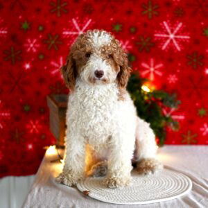 Tina – AKC's mother, a Mini Poodle