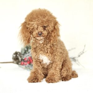 Earl – AKC's father, a Toy Poodle