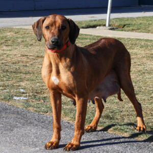 Macy – AKC's mother, a Rhodesian Ridgeback