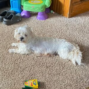 Billy's mother, a Shichon