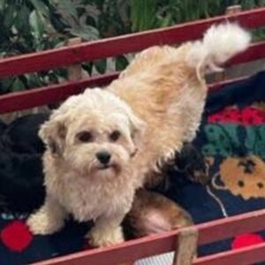 Sally – mix's mother, a Shichon