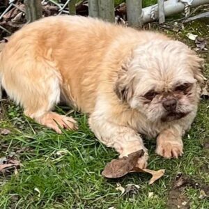 Kaylee's father, a Shih-tzu