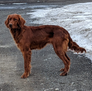 Crystal – F1's mother, a Irish Setter