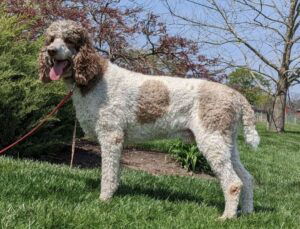 Crystal – F1's father, a Standard Poodle