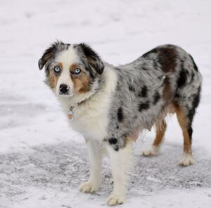 Button – mix's mother, a Mini American Shepherd