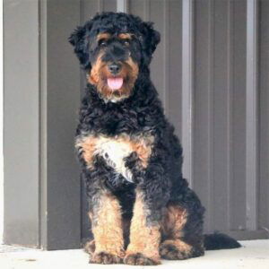 Lori – F2's father, a Mini Bernedoodle