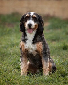 Dorian's father, a Mini Bernedoodle