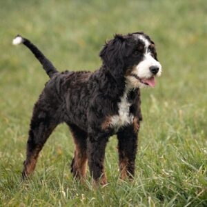 Faith's mother, a Mini Berneoodle