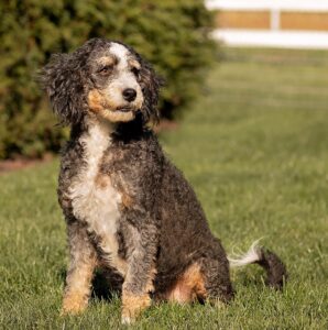 Damien's mother, a Mini Bernedoodle