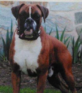 Chyenne – Boxador's father, a Boxer