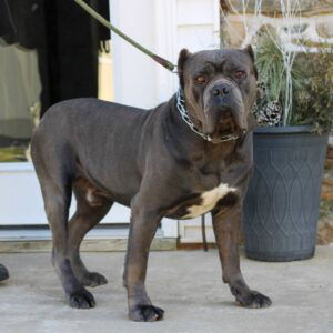 Tank – ICCF's father, a Cane Corso