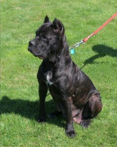 Thore – ICCF's mother, a Cane Corso