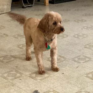 Rebecca – f1b's mother, a Cavapoo