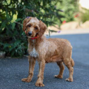 Cassidy – f1bb's mother, a Cavapoo