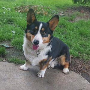 Millie – AKC's mother, a Welsh Corgi