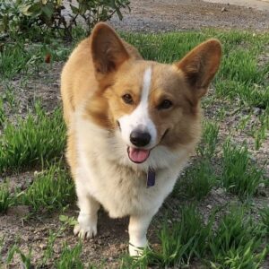 Millie – AKC's father, a Welsh Corgi