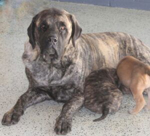 Hillary – AKC's mother, a English Mastiff