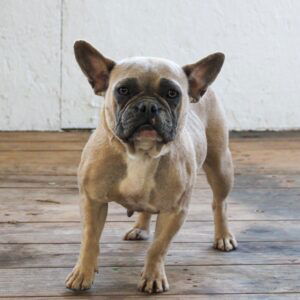 Eva – AKC's mother, a French Bulldog