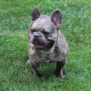 Eva – AKC's father, a French Bulldog