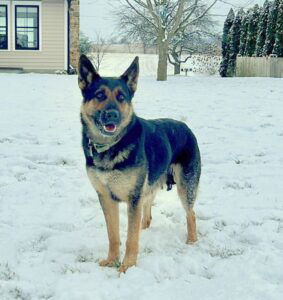 Nina – AKC's mother, a German Shepherd