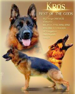 Nico – AKC's father, a German Shepherd