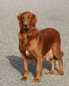 Easton – AKC's mother, a Golden Retriever