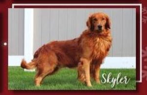 Ellie – AKC's father, a Golden Retriever