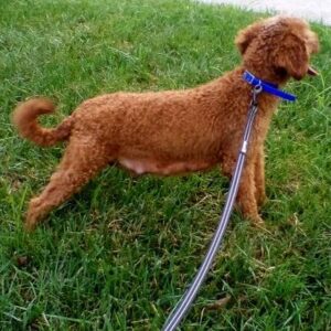 Parker – f1bb's mother, a Mini Goldendoodle