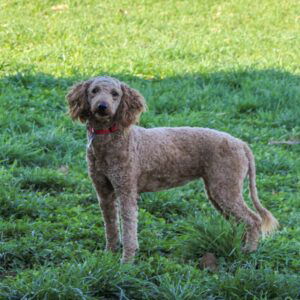 Iris – f1bb's mother, a Mini Goldendoodle