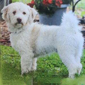 Cole's father, a Havanese