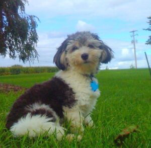 Carter's mother, a Havanese