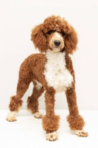 Iris – f1bb's father, a Mini Poodle