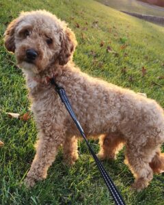 Poppy – f1bb's father, a Mini Poodle