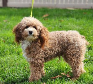 Kathy – f1b's father, a Mini Poodle