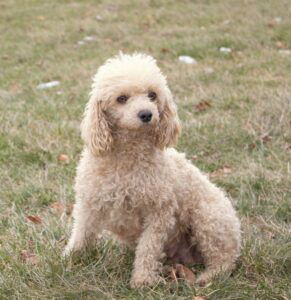 Chloe's mother, a Mini Poodle