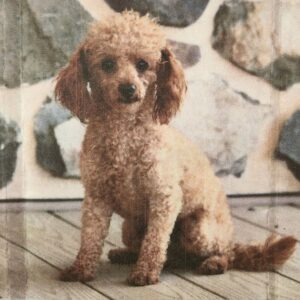 Rosie – f1b's father, a Toy Poodle