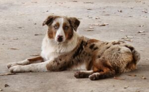 Sweet Pea – Aussiedor's mother, a Australian Shepherd