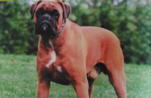 Koda – AKC's father, a Boxer