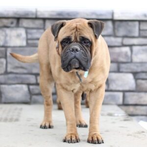 Brynn – AKC's mother, a Bullmastiff