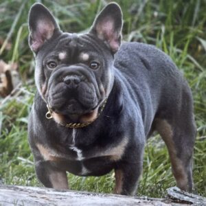 Valentine – AKC's father, a French Bulldog