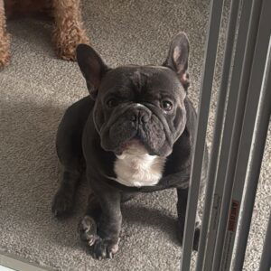 Judd – mix's father, a French Bulldog