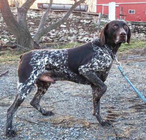 Dawn – NAVHDA's father, a German Short-haired Pointer