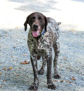 Della – NAVHDA's mother, a German Short-haired Pointer