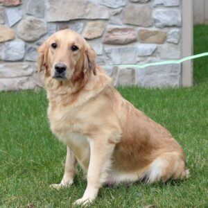 Trigger – ACA's mother, a Golden Retriever