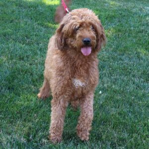 Arlo – f1b's mother, a Mini Goldendoodle