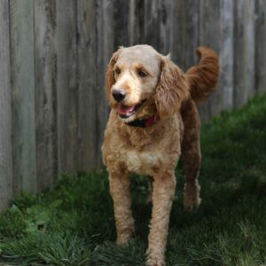 Connar's mother, a Mini Goldendoodle