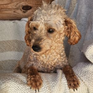 Newborn – f1bb's mother, a Mini Goldendoodle