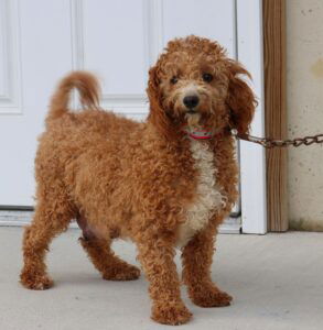 Ruth's mother, a Mini Goldendoodle